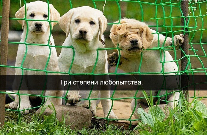 Весёлые картинки &mdash; Хорошее настроение &ndash; залог удачного дня.