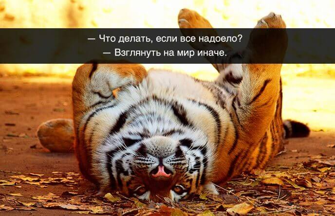 Весёлые картинки &mdash; Хорошее настроение &ndash; залог удачного дня.