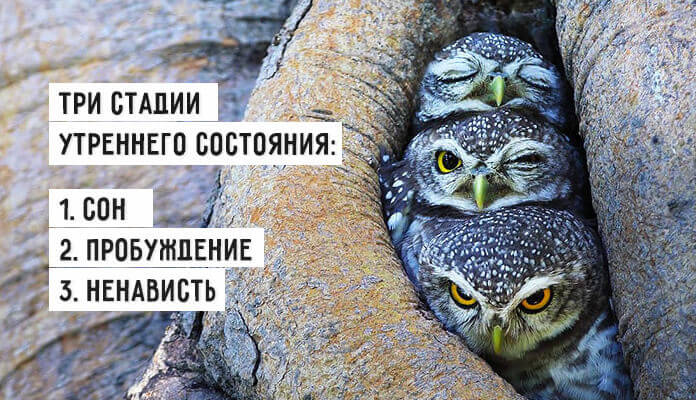Весёлые картинки &mdash; Хорошее настроение &ndash; залог удачного дня.